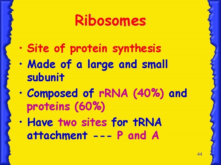 Ribosomes • Site of protein synthesis • Made of a large and small subunit