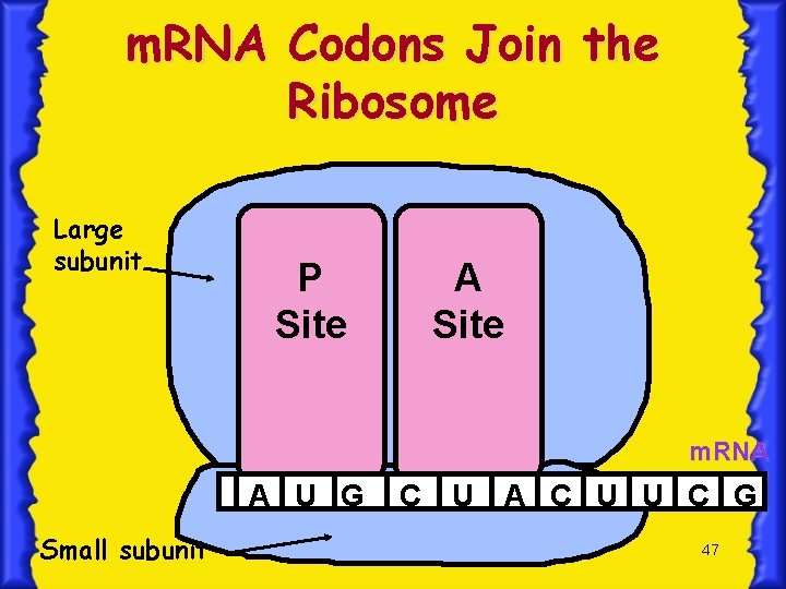 m. RNA Codons Join the Ribosome Large subunit P Site A Site m. RNA