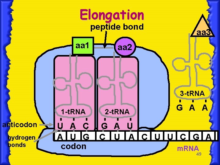 Elongation peptide bond aa 1 aa 3 aa 2 3 -t. RNA 1 -t.