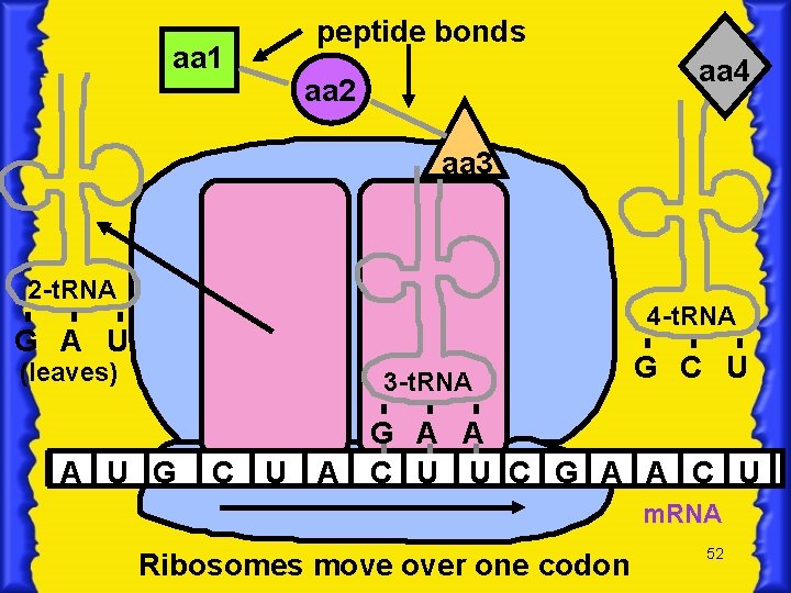 aa 1 peptide bonds aa 4 aa 2 aa 3 2 -t. RNA 4