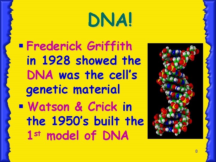DNA! § Frederick Griffith in 1928 showed the DNA was the cell’s genetic material