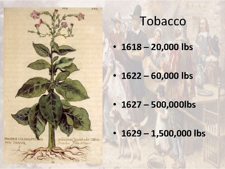 Tobacco • 1618 – 20, 000 lbs • 1622 – 60, 000 lbs •