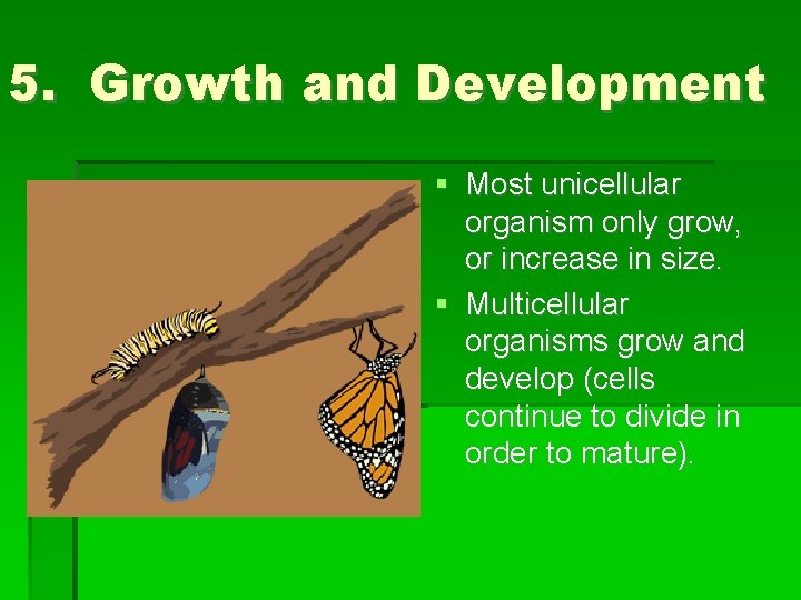 5. Growth and Development Most unicellular organism only grow, or increase in size. Multicellular