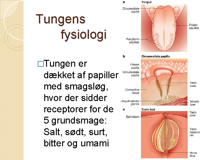 Tungens fysiologi �Tungen er dækket af papiller med smagsløg, hvor der sidder receptorer for