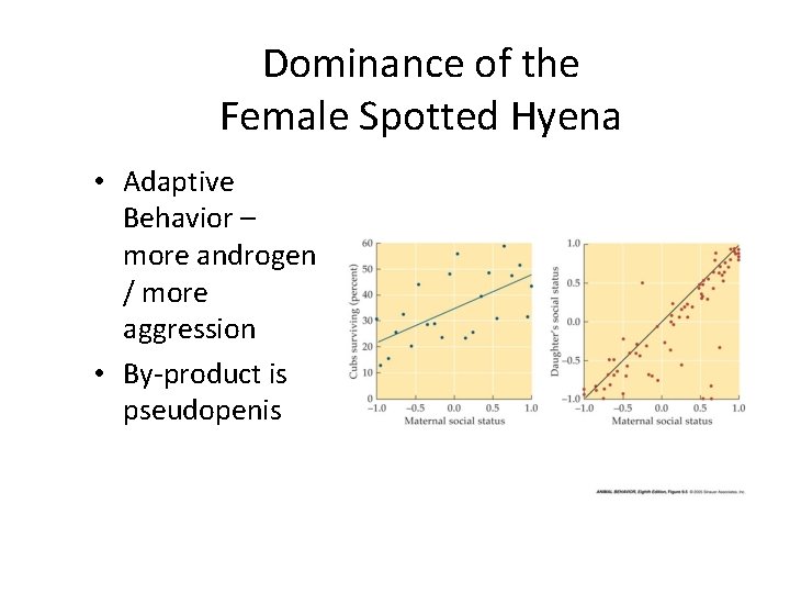 Dominance of the Female Spotted Hyena • Adaptive Behavior – more androgen / more