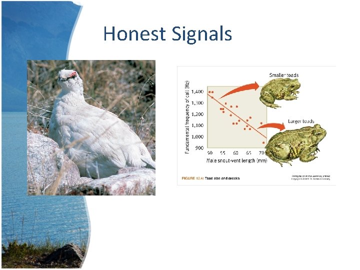 Honest Signals 