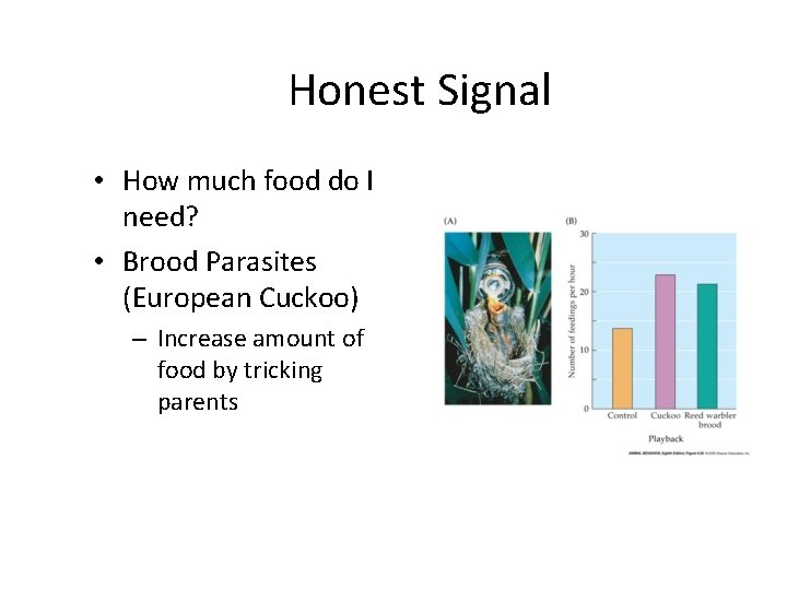 Honest Signal • How much food do I need? • Brood Parasites (European Cuckoo)