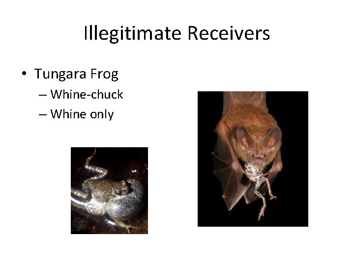 Illegitimate Receivers • Tungara Frog – Whine-chuck – Whine only 