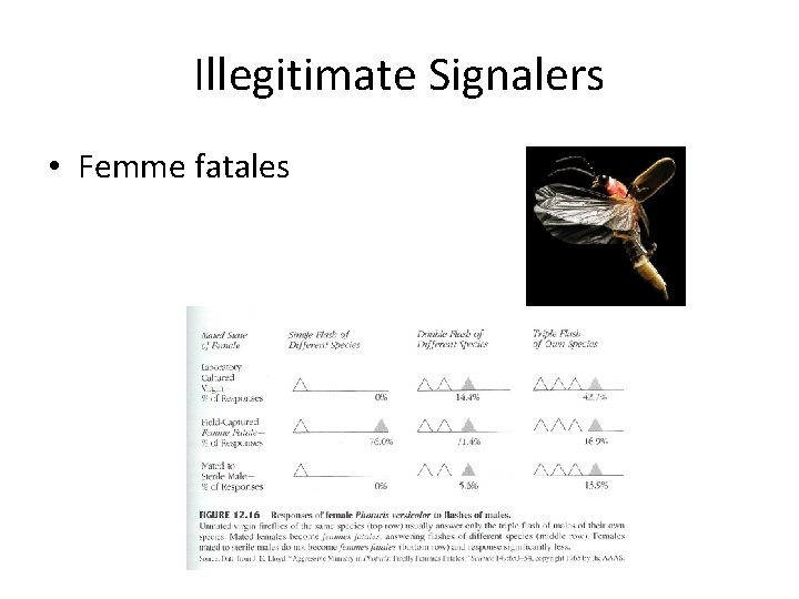 Illegitimate Signalers • Femme fatales 