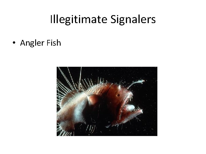 Illegitimate Signalers • Angler Fish 