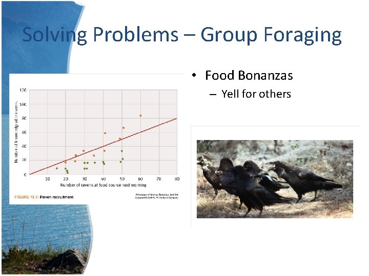 Solving Problems – Group Foraging • Food Bonanzas – Yell for others 
