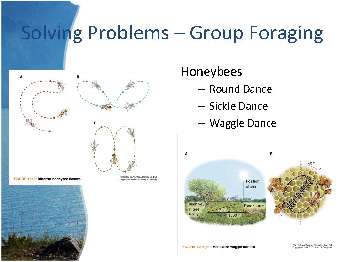 Solving Problems – Group Foraging Honeybees – Round Dance – Sickle Dance – Waggle