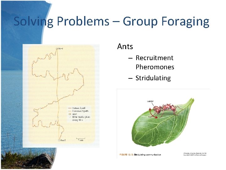 Solving Problems – Group Foraging Ants – Recruitment Pheromones – Stridulating 