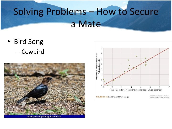 Solving Problems – How to Secure a Mate • Bird Song – Cowbird 