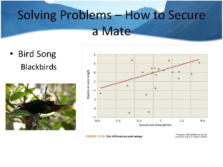 Solving Problems – How to Secure a Mate • Bird Song Blackbirds 