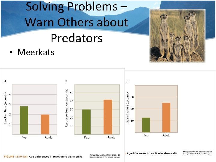 Solving Problems – Warn Others about Predators • Meerkats 