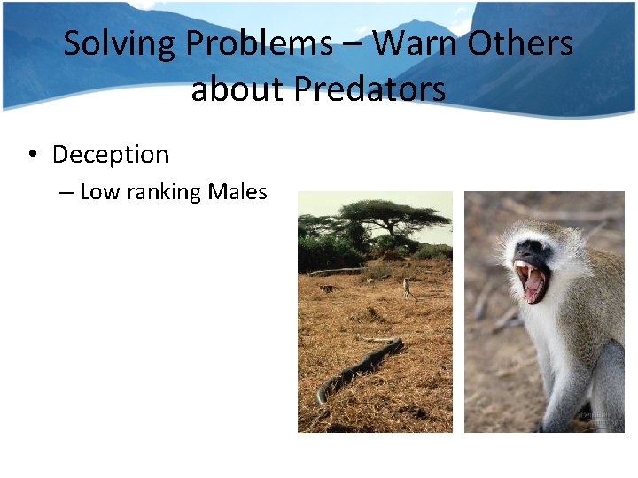 Solving Problems – Warn Others about Predators • Deception – Low ranking Males 