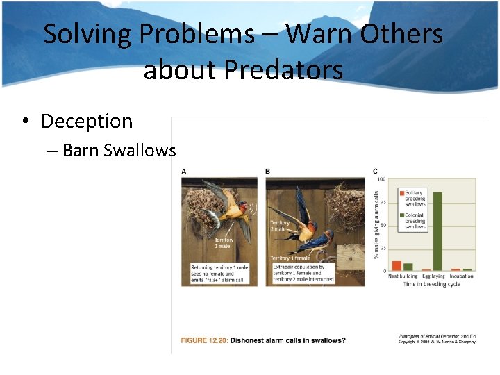 Solving Problems – Warn Others about Predators • Deception – Barn Swallows 