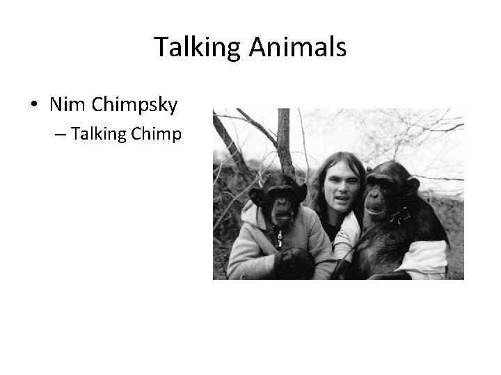 Talking Animals • Nim Chimpsky – Talking Chimp 