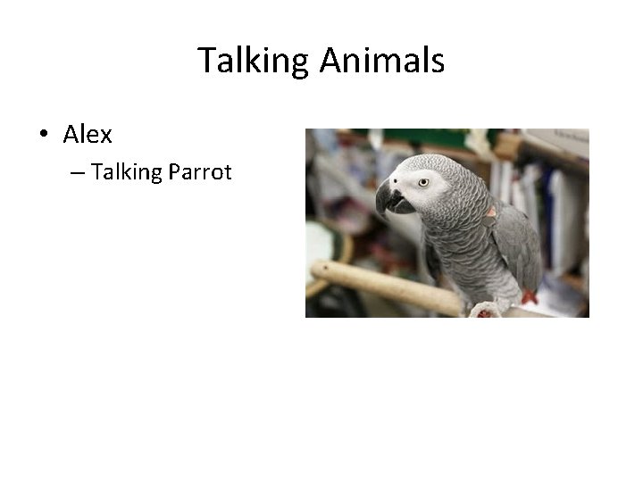 Talking Animals • Alex – Talking Parrot 