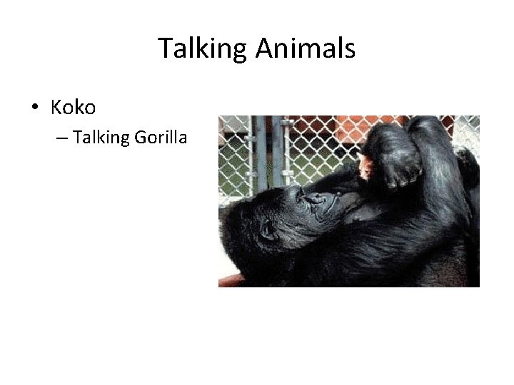 Talking Animals • Koko – Talking Gorilla 