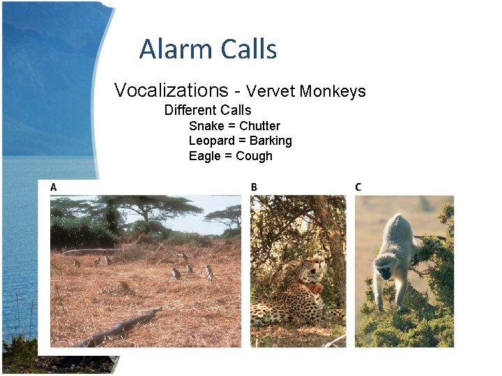 Alarm Calls Vocalizations - Vervet Monkeys Different Calls Snake = Chutter Leopard = Barking