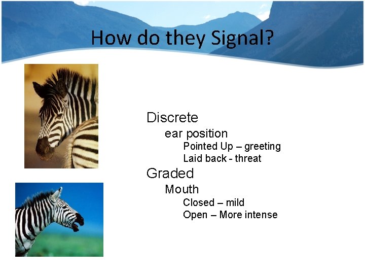 How do they Signal? Discrete ear position Pointed Up – greeting Laid back -