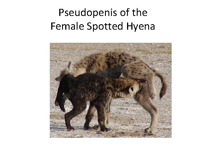 Pseudopenis of the Female Spotted Hyena 