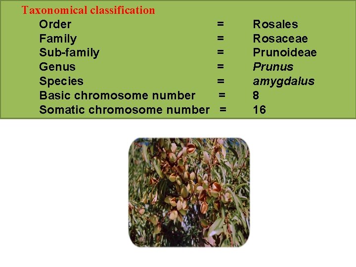 Taxonomical classification Order Family Sub-family Genus Species Basic chromosome number Somatic chromosome number =