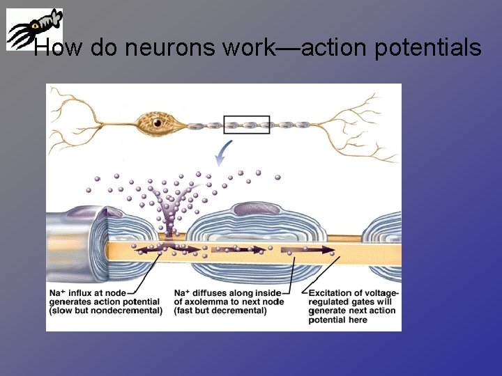 How do neurons work—action potentials 