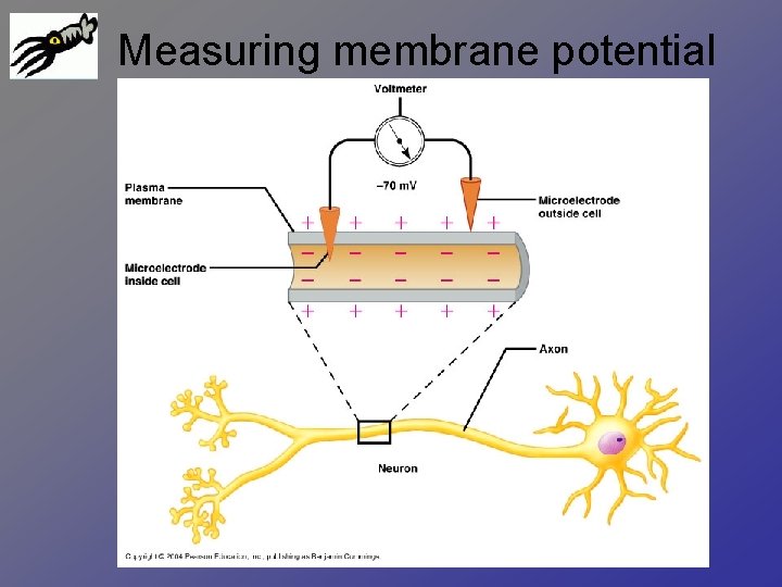 Measuring membrane potential 