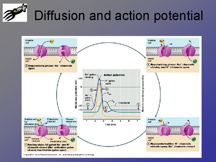 Diffusion and action potential 