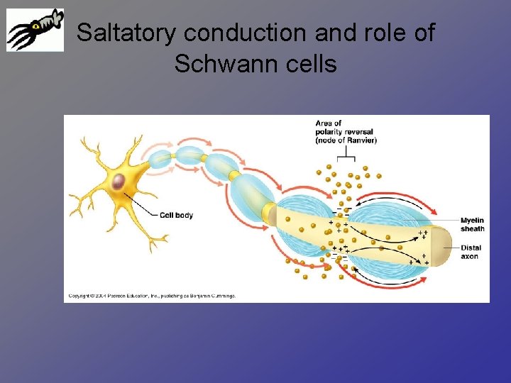 Saltatory conduction and role of Schwann cells 