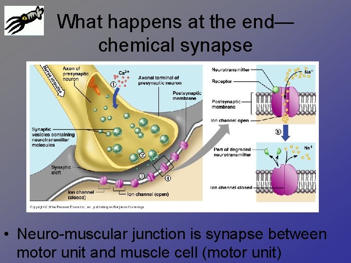 What happens at the end— chemical synapse • Neuro-muscular junction is synapse between motor