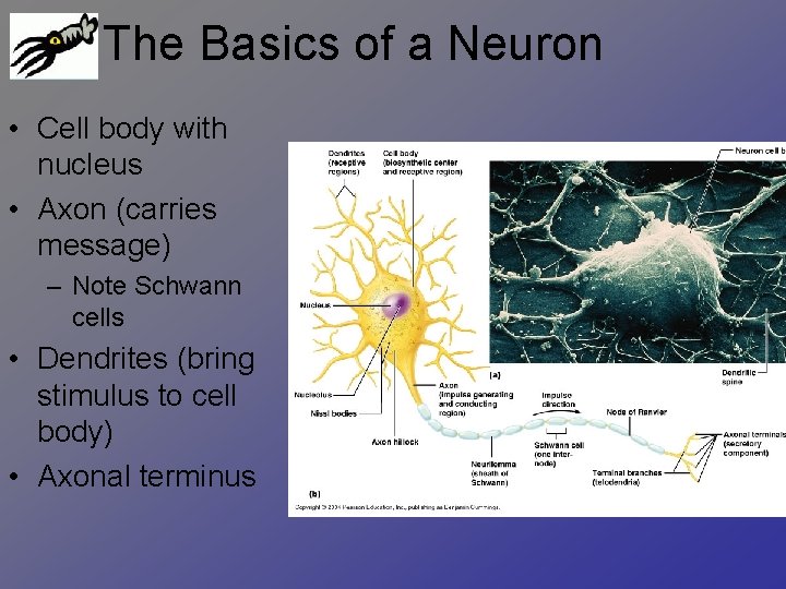 The Basics of a Neuron • Cell body with nucleus • Axon (carries message)