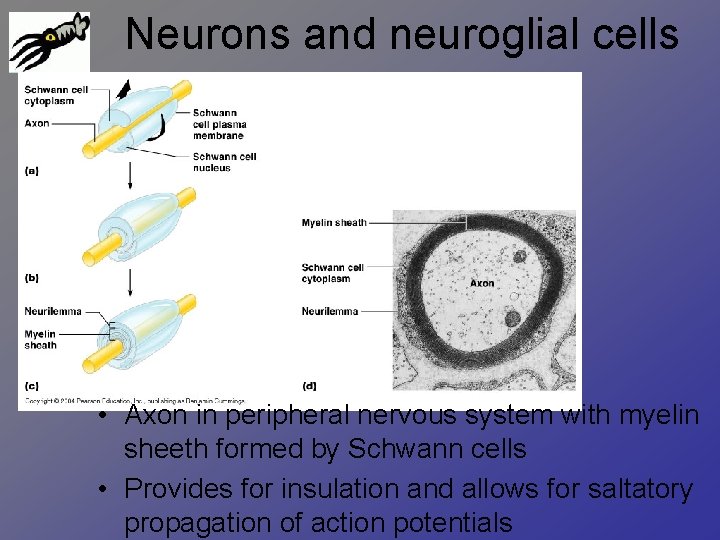 Neurons and neuroglial cells • Axon in peripheral nervous system with myelin sheeth formed