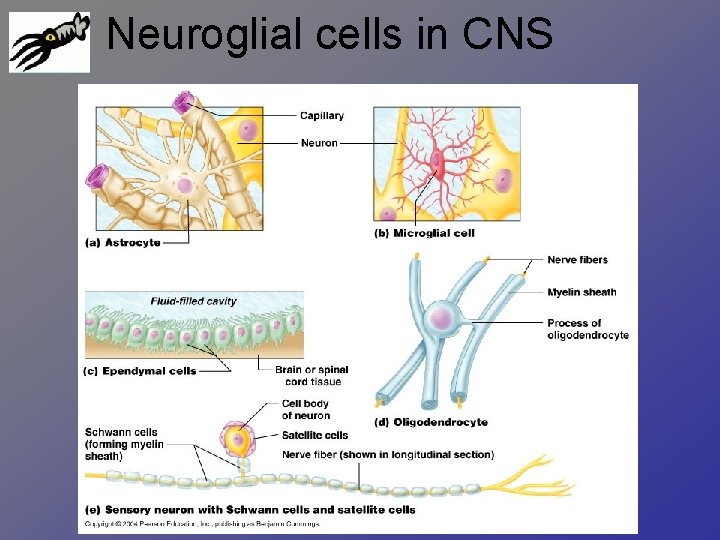 Neuroglial cells in CNS 