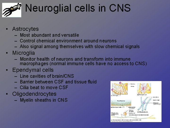 Neuroglial cells in CNS • Astrocytes – Most abundant and versatile – Control chemical