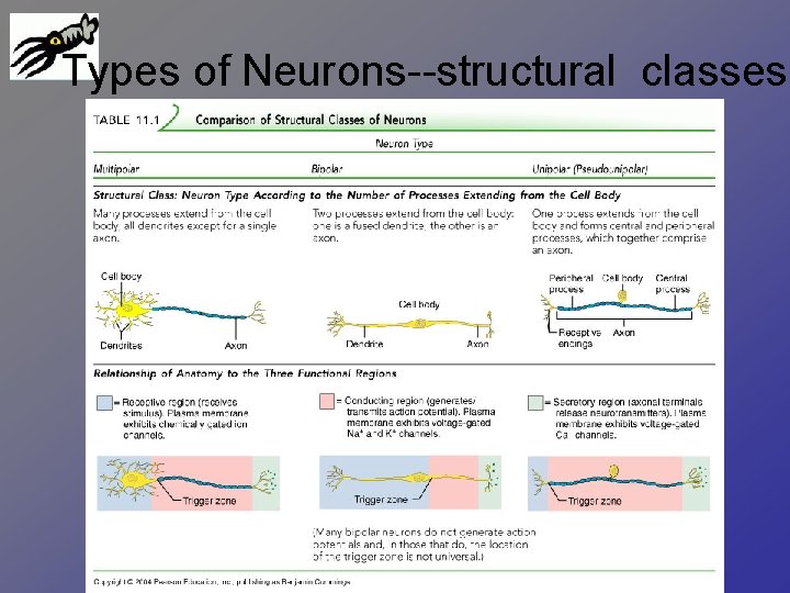 Types of Neurons--structural classes 