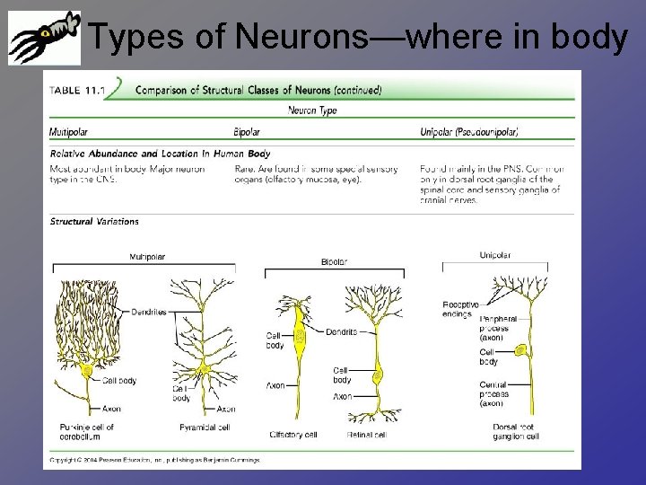 Types of Neurons—where in body 