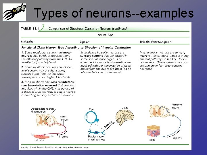 Types of neurons--examples 
