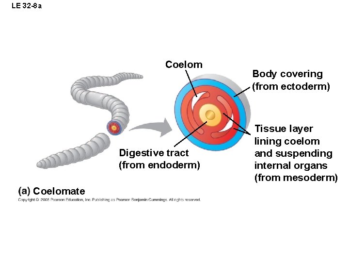 LE 32 -8 a Coelom Digestive tract (from endoderm) Coelomate Body covering (from ectoderm)