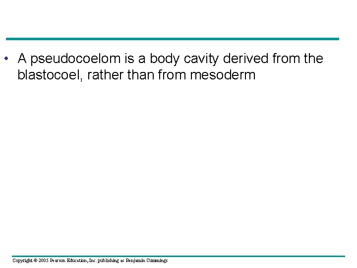  • A pseudocoelom is a body cavity derived from the blastocoel, rather than