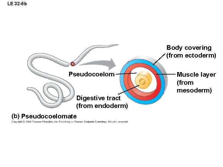 LE 32 -8 b Body covering (from ectoderm) Pseudocoelom Digestive tract (from endoderm) Pseudocoelomate