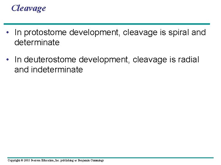 Cleavage • In protostome development, cleavage is spiral and determinate • In deuterostome development,