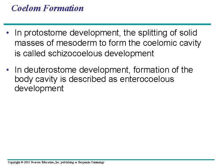 Coelom Formation • In protostome development, the splitting of solid masses of mesoderm to