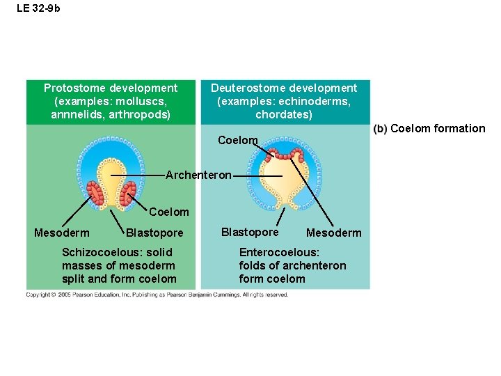 LE 32 -9 b Protostome development (examples: molluscs, annnelids, arthropods) Deuterostome development (examples: echinoderms,