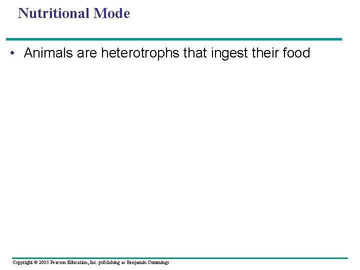 Nutritional Mode • Animals are heterotrophs that ingest their food Copyright © 2005 Pearson
