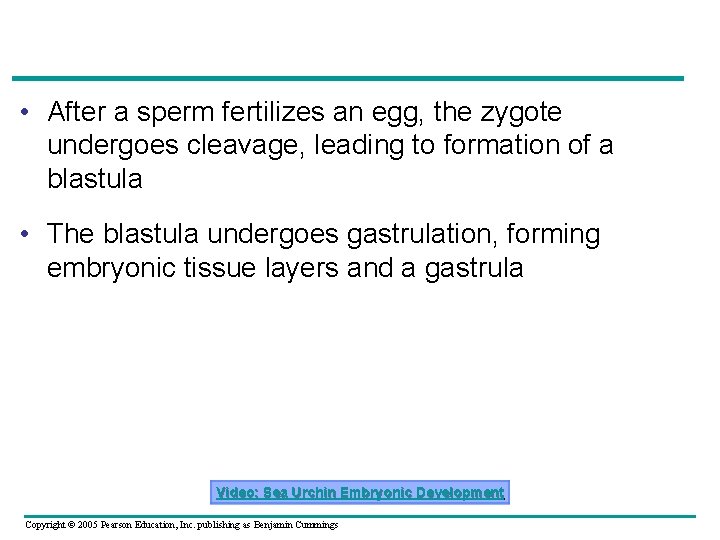  • After a sperm fertilizes an egg, the zygote undergoes cleavage, leading to