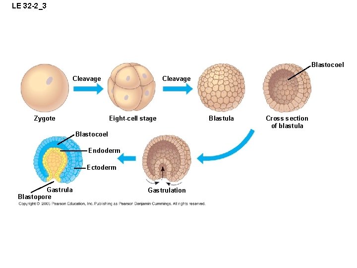 LE 32 -2_3 Blastocoel Cleavage Eight-cell stage Zygote Blastocoel Endoderm Ectoderm Gastrula Blastopore Gastrulation